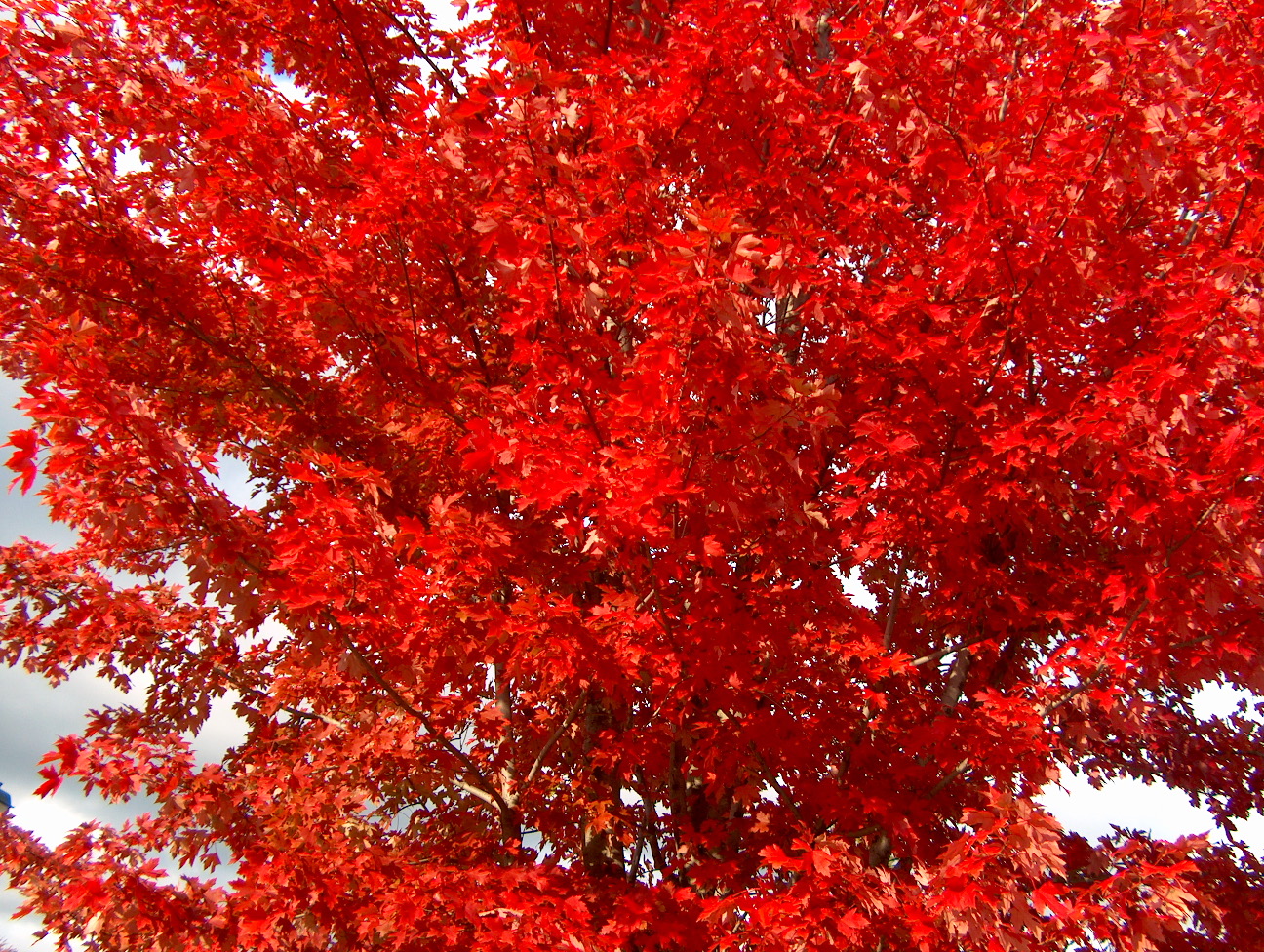 Online Plant Guide Acer x freemanii 'Autumn Blaze' / Autumn Blaze Maple